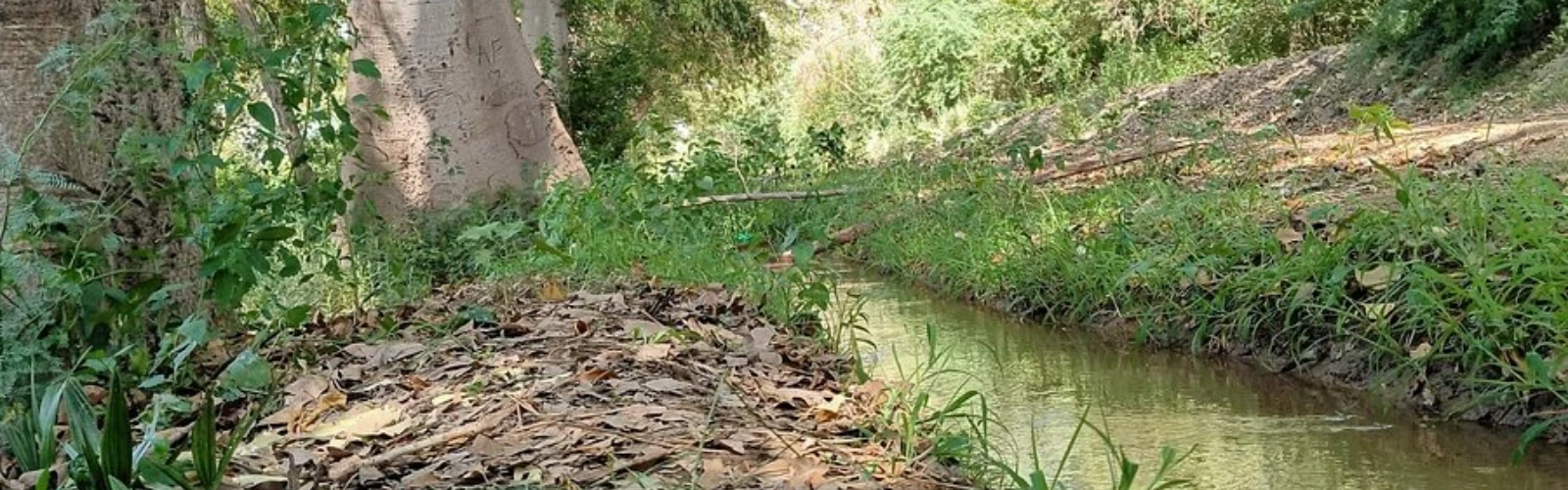 Lal Suhanra National Park