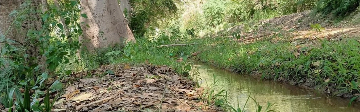 Lal Suhanra National Park