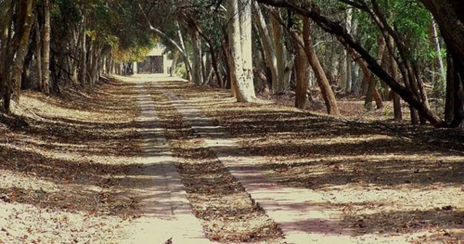Lal Suhanra National Park