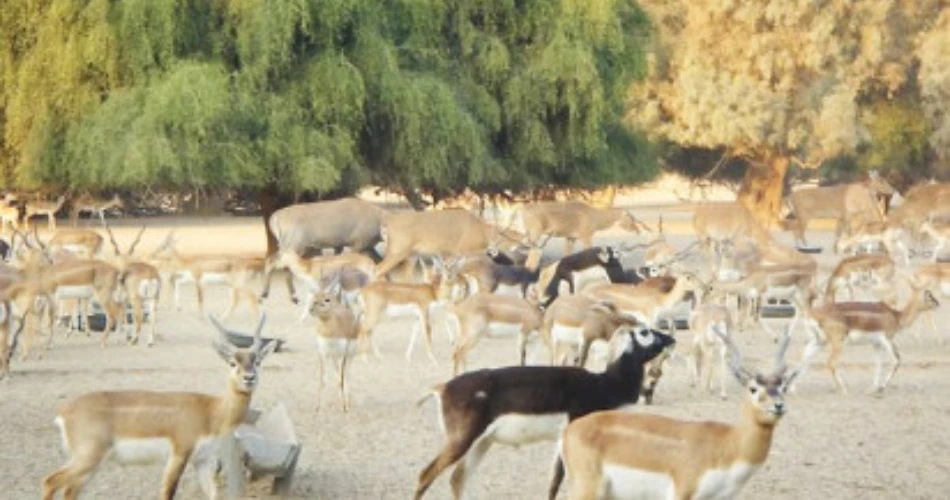 Lal Suhanra National Park