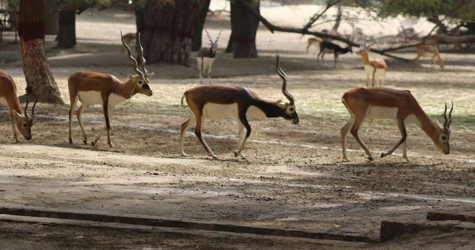 Lal Suhanra National Park