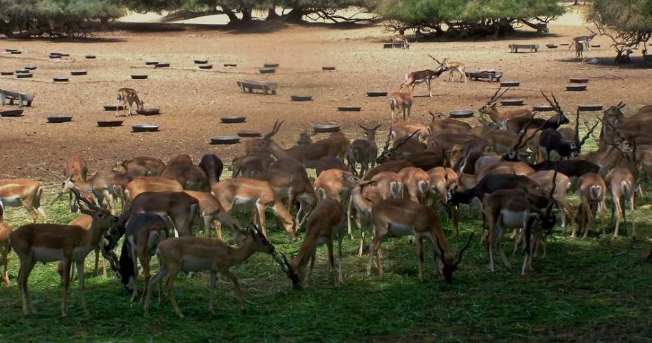 Lal Suhanra National Park