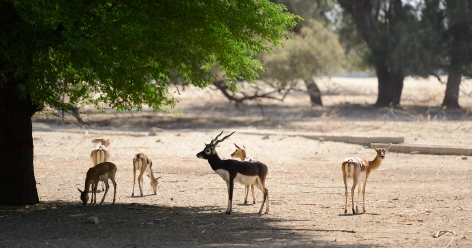 Lal Suhanra National Park